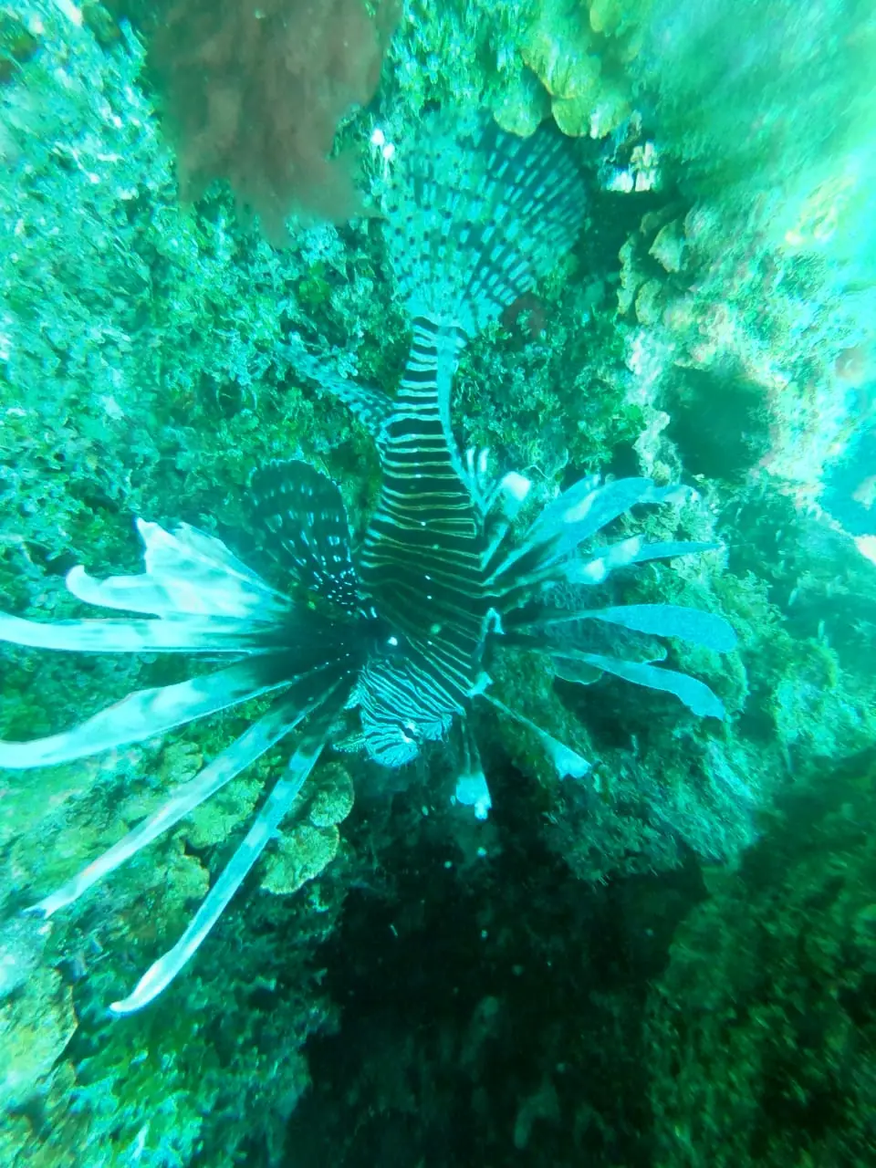 Buceo en Arrecifes Coralinos, foto 7 de 10